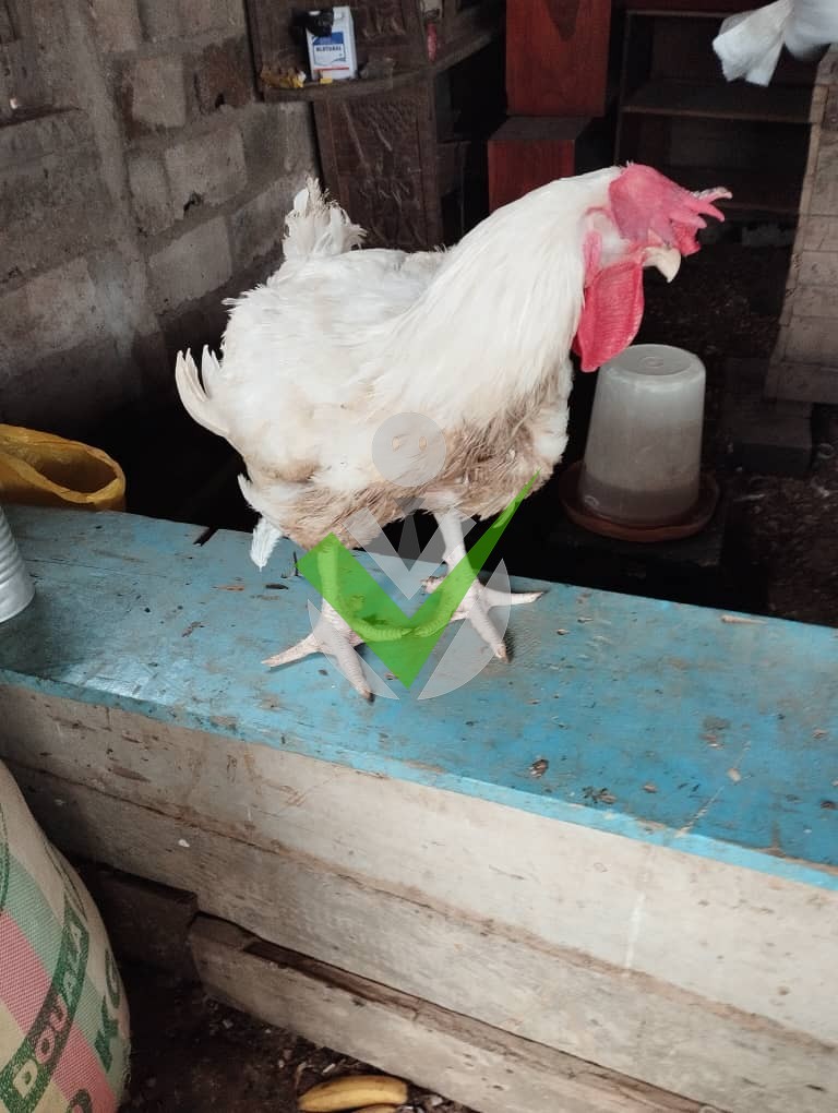 Kamgaing tamo