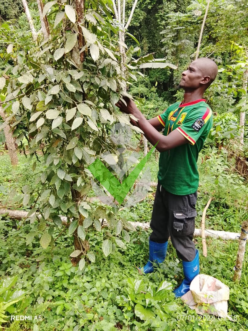 Nicanol junior Gokeng