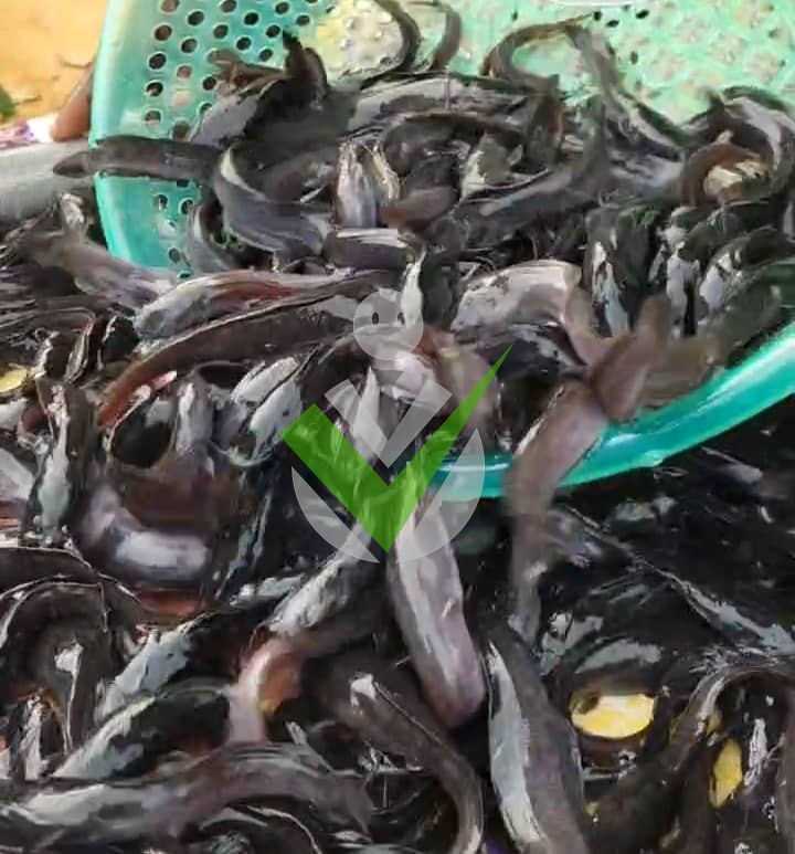 Takoukam Chanceline