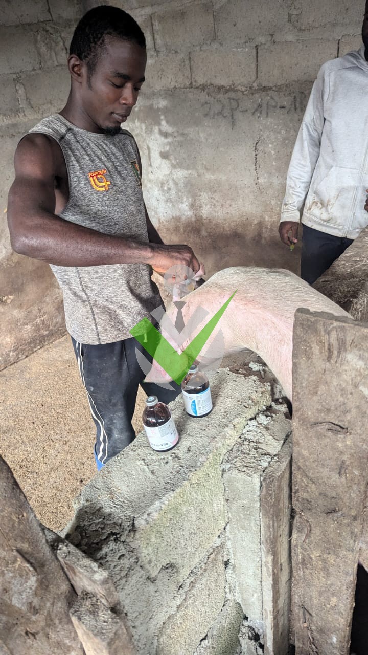 Nkongo victoire