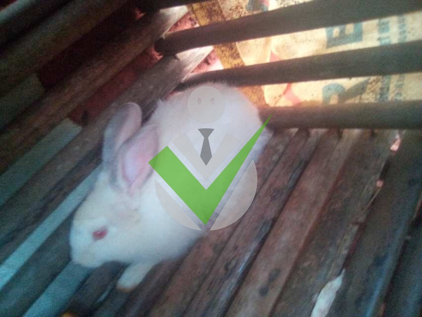 Morel Mbami