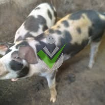 Éleveur du Mboa