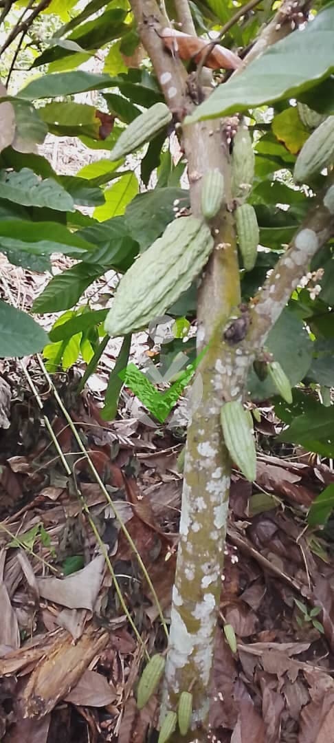 Benjamin Bitea abega