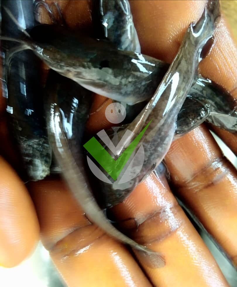 Ets AQUASEED Sarl Pisciculteur