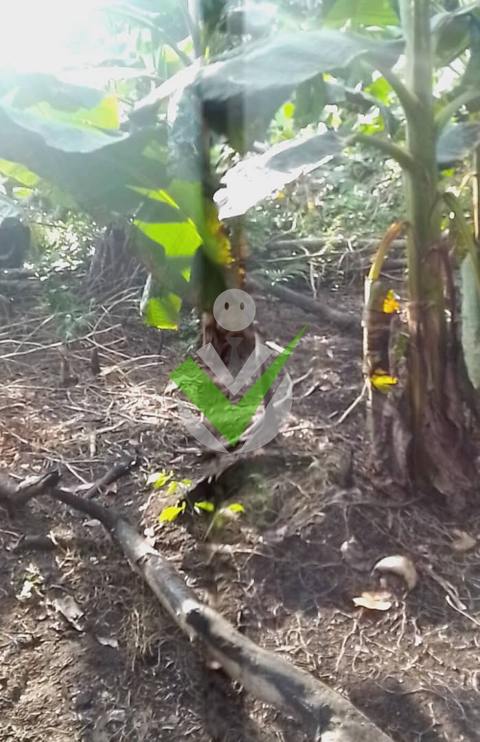 Makang Philémon