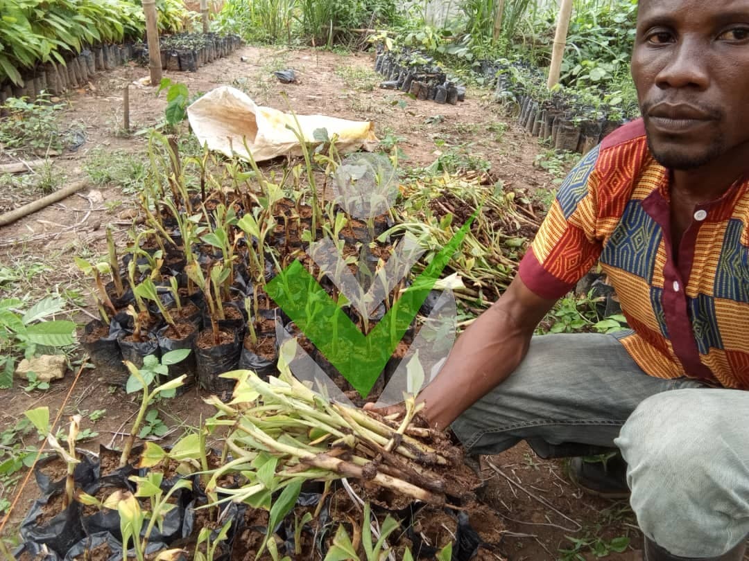 Mahouva Mackoule François