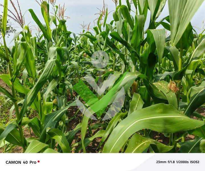 JEAN NÉ ABDOULAZIZ JUNIOR