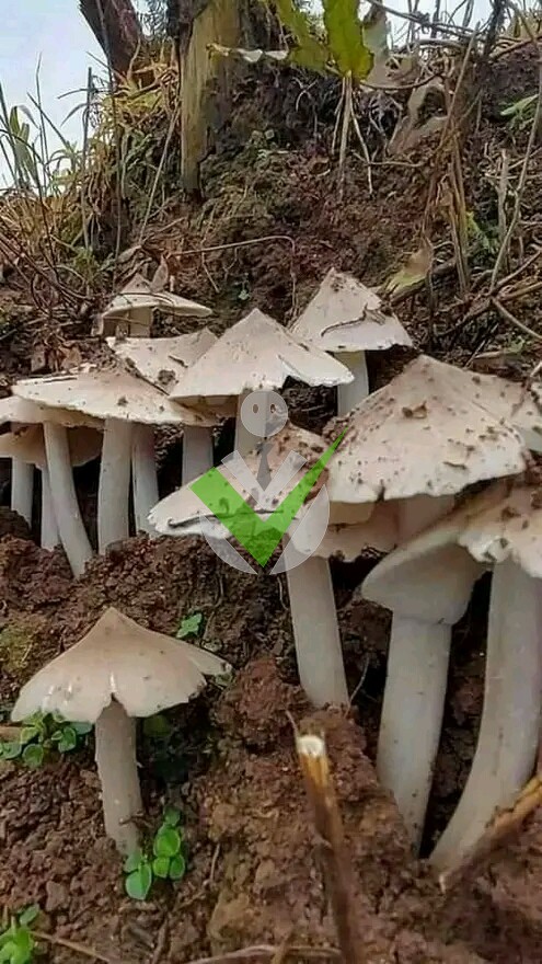 geovanyd djoumessi