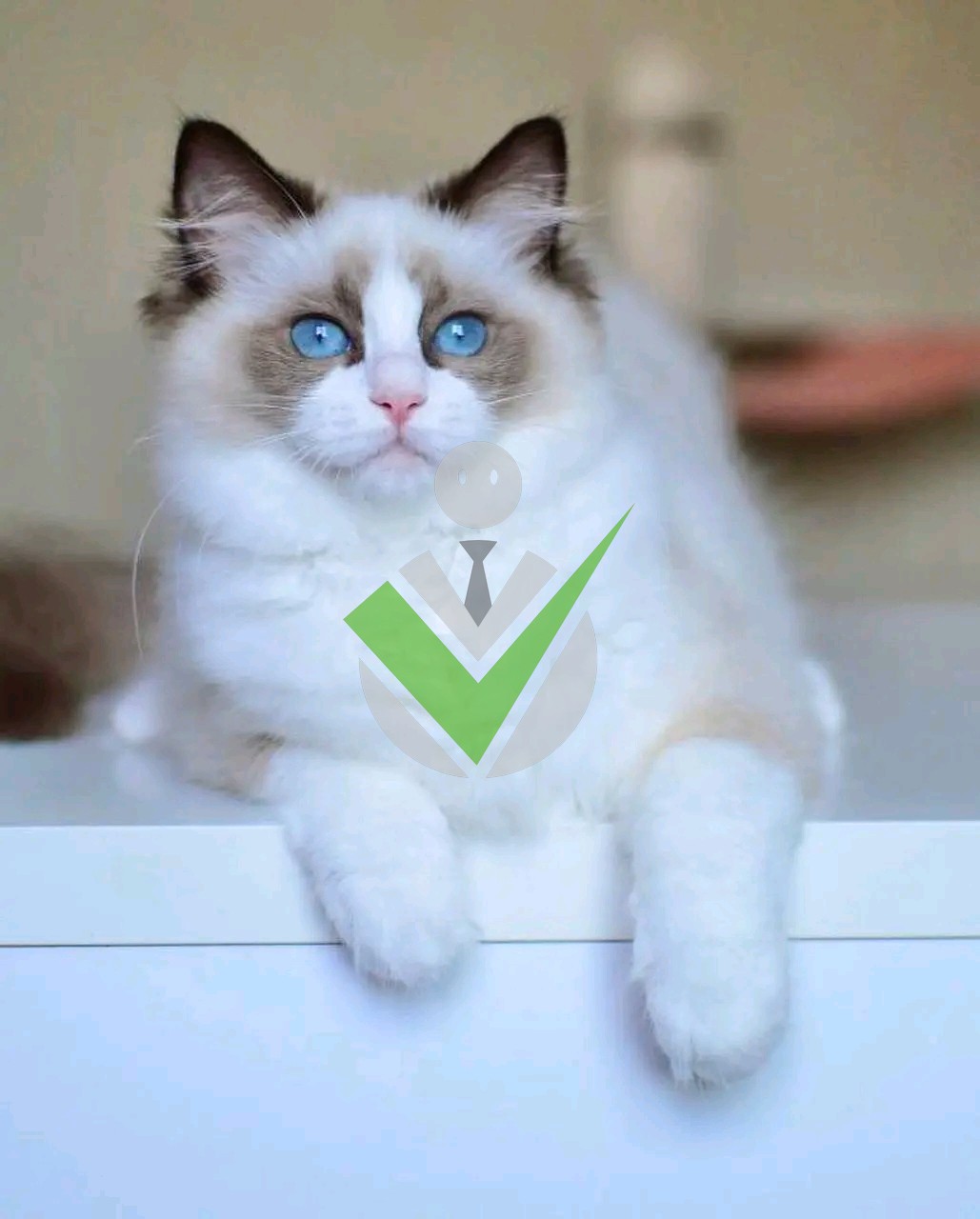Ragdoll Kettins