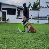 Dog Village