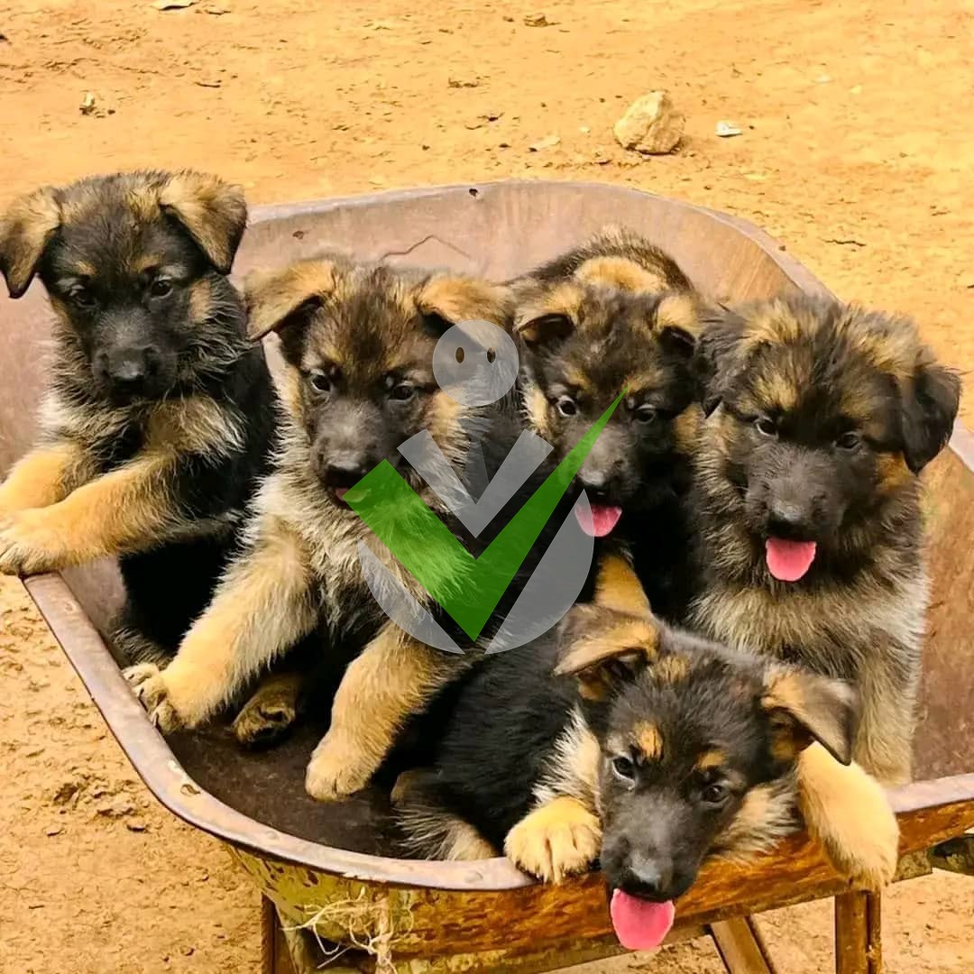 World Dogs Race