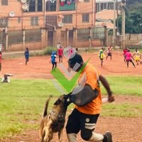 Dog Training Cameroon