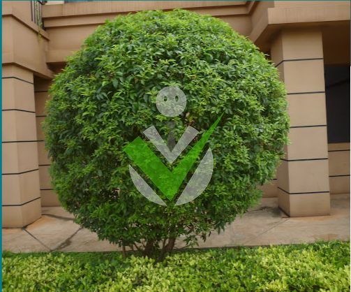 SOLUTION VERTE PLUS