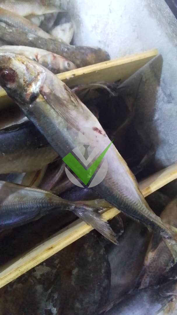 Poissonnier fraîcheur