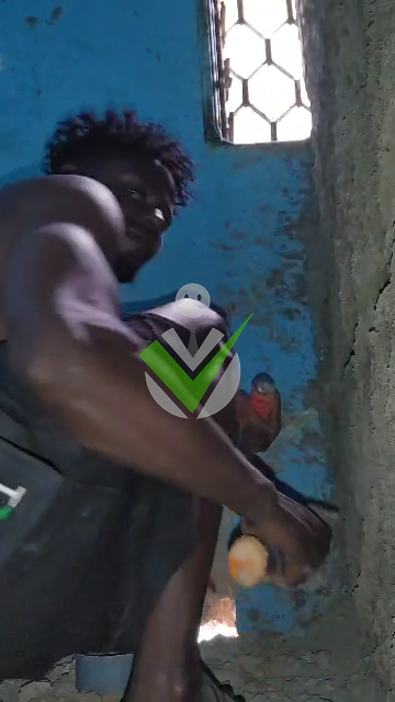 Tikum Sylvanus