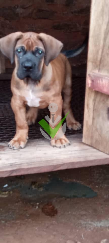 Dog welfare and training Dog welfare and training