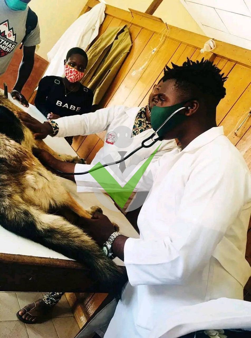 Veterinary without borders